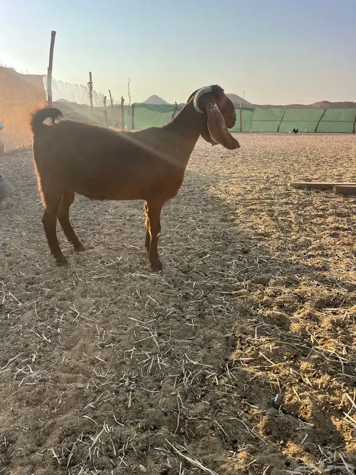 عنز قبرصيه دافع سنها ثنيه 4