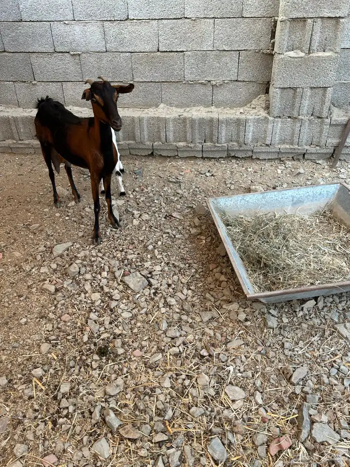 1 ماعز معها تيس روم وديس طيب 2