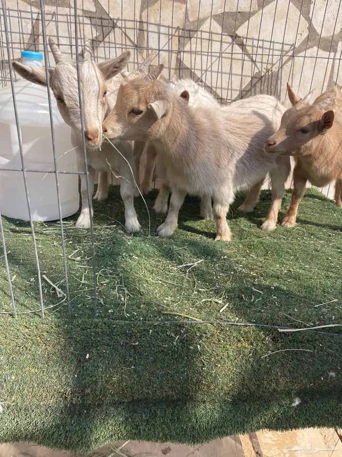 ماعز قزم اصل ودم صافي وبيور 6