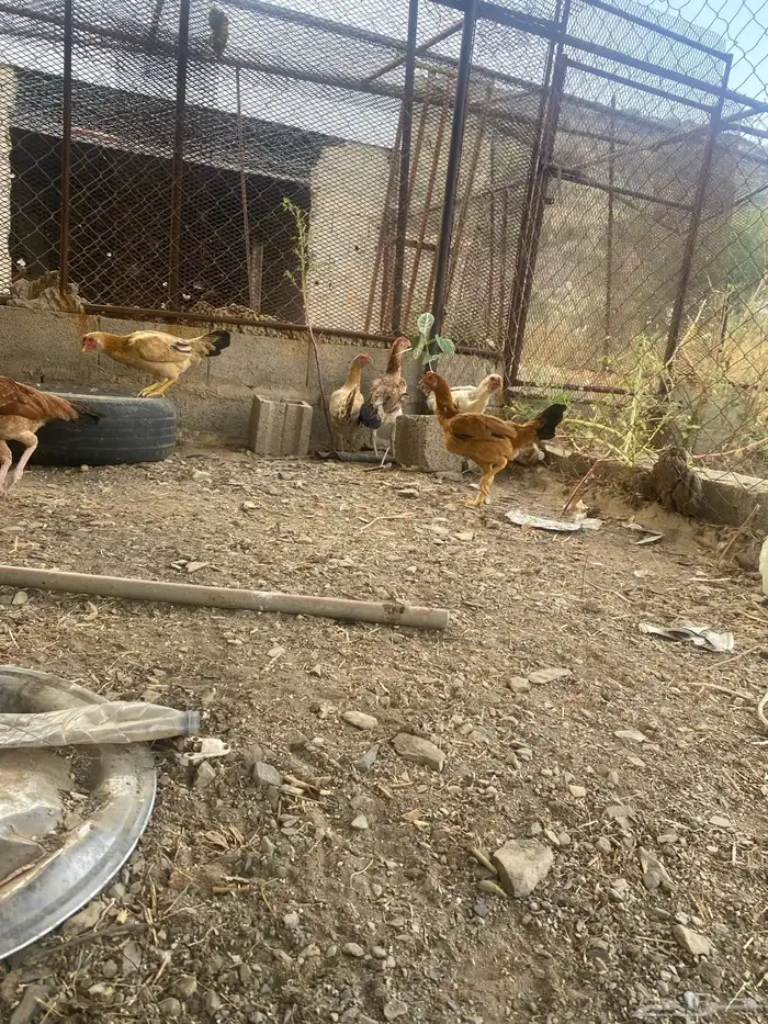 دجاج باكستاني 3