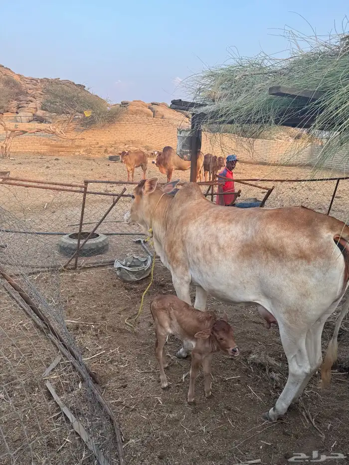 بقرة بلدي ام ثاني 0