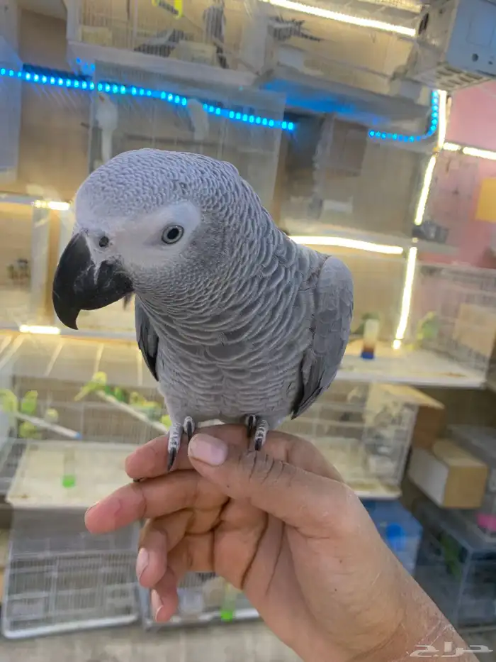 للبيع ببغاء كاسكو ثلجي 0