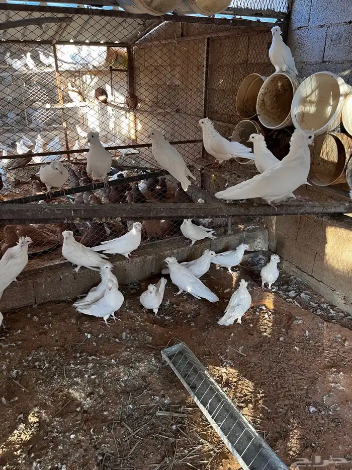 حمام مانتوبان 2