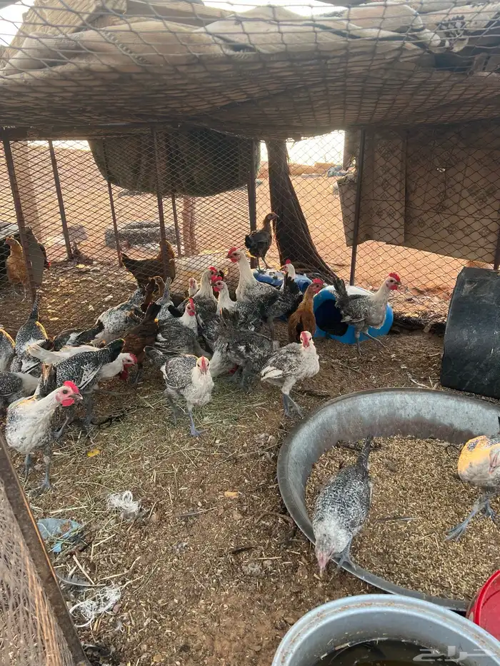 دجاج بلدي فيومي ابيض 1