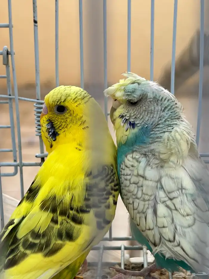 طيور بادجي تم البيع 0