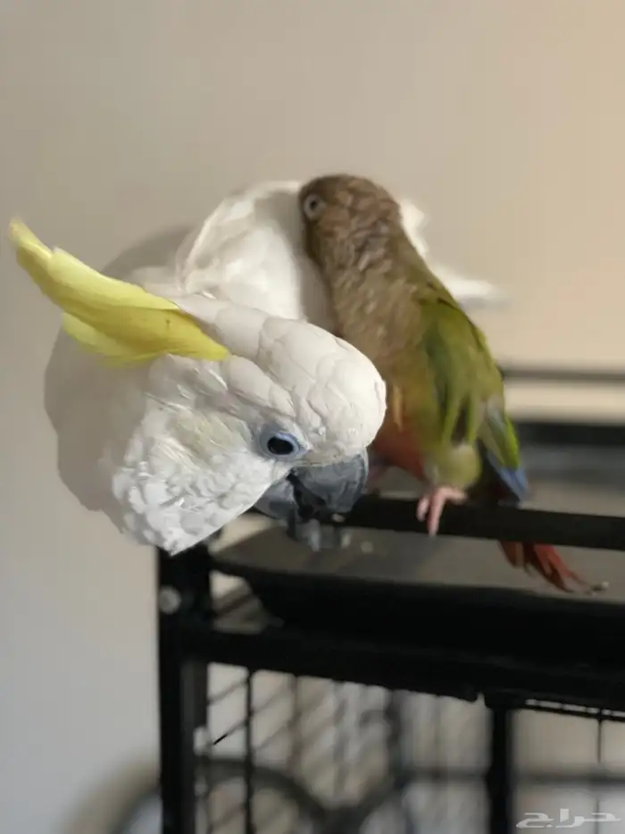 كوكاتو سلفر كرستد حجم جامبو 5