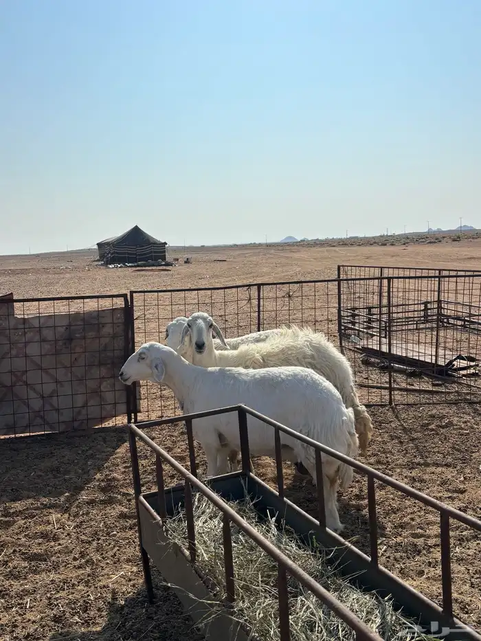 شياه 3 مقرعات 1