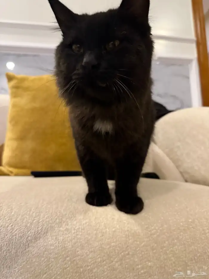 قط ضايع الرياض 2