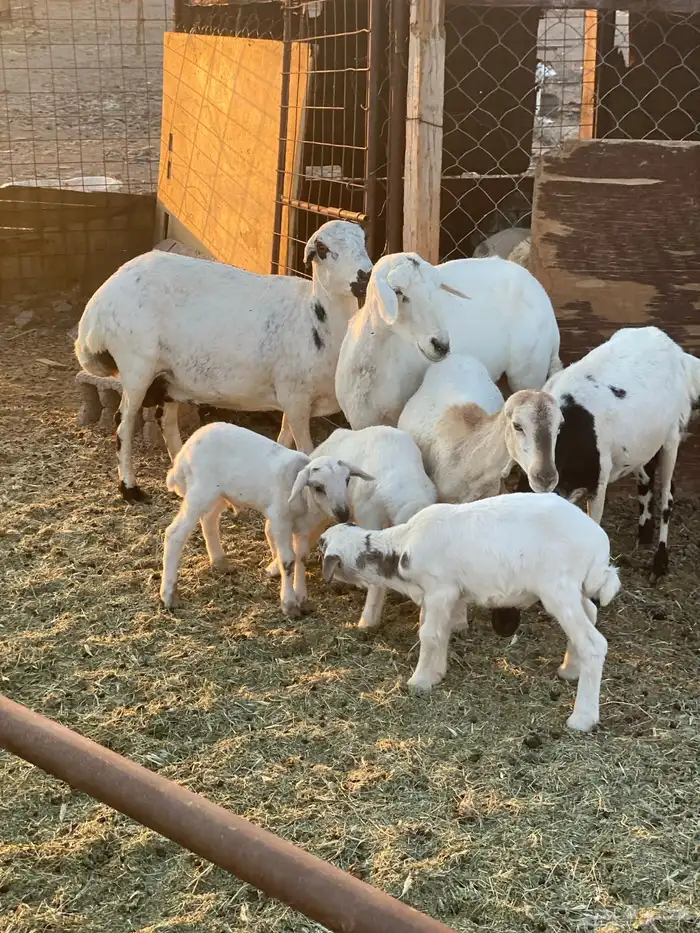 للبيع ضان رفيديات ثلاث ولد وحده دافع 6