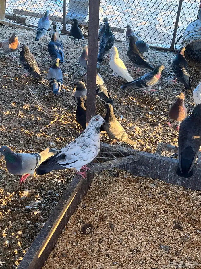 حمام للبيع 2