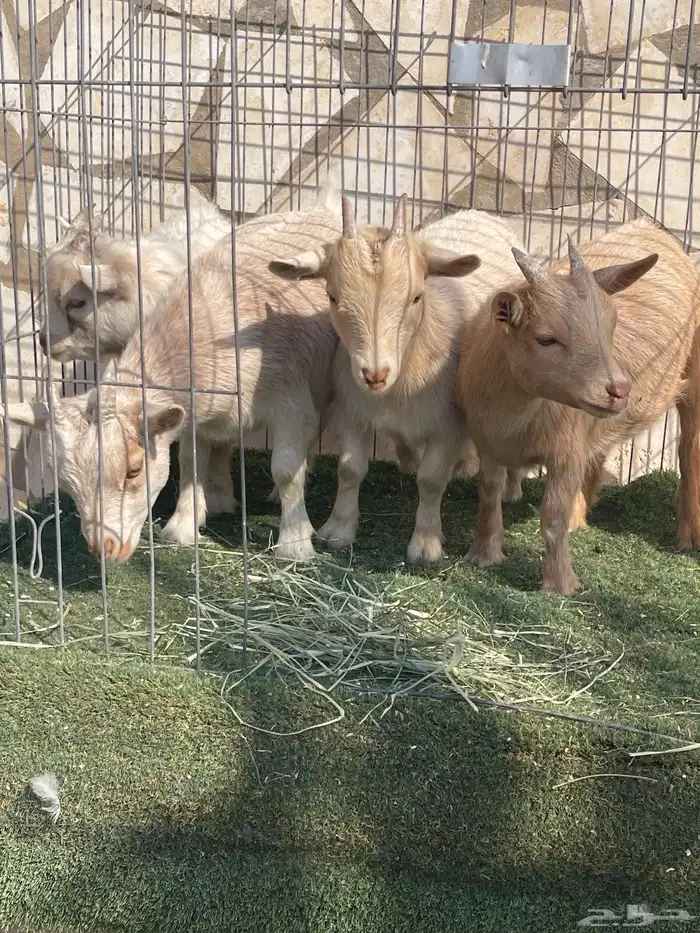 ماعز قزم اصل ودم صافي وبيور 2