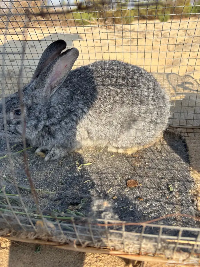 للبيع أرانب 5