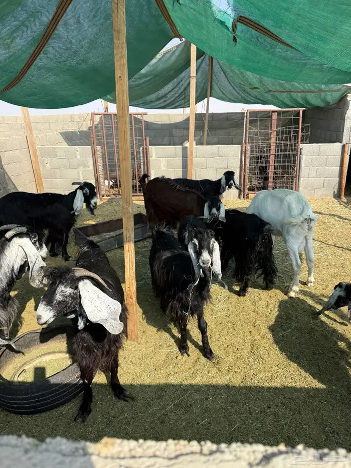 معزا عوارض 0