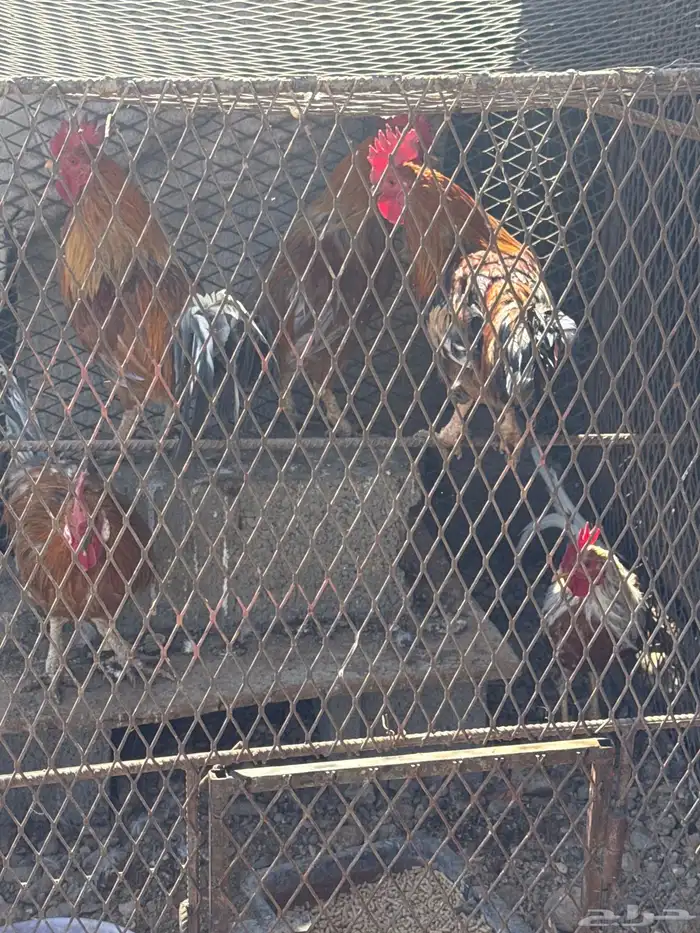 ديكه للبيع 0