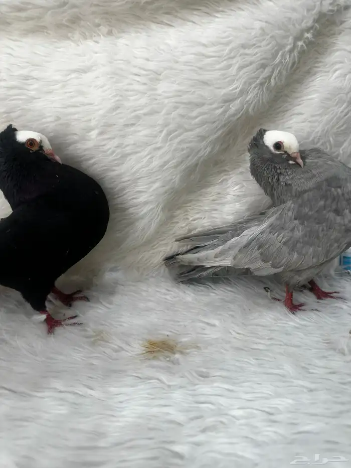 زوج منتج وفروخ باكستاني مسابقات 5