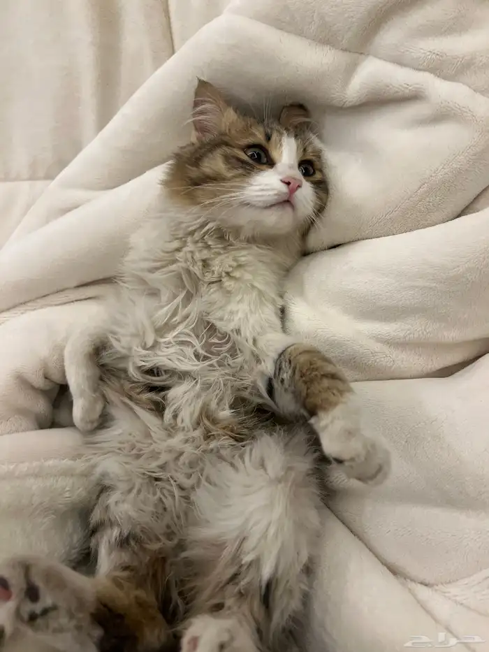 قطه للتبني 0