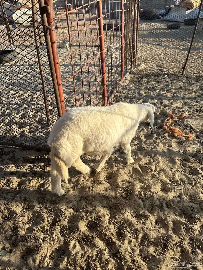 طلي كفو وشحم 2