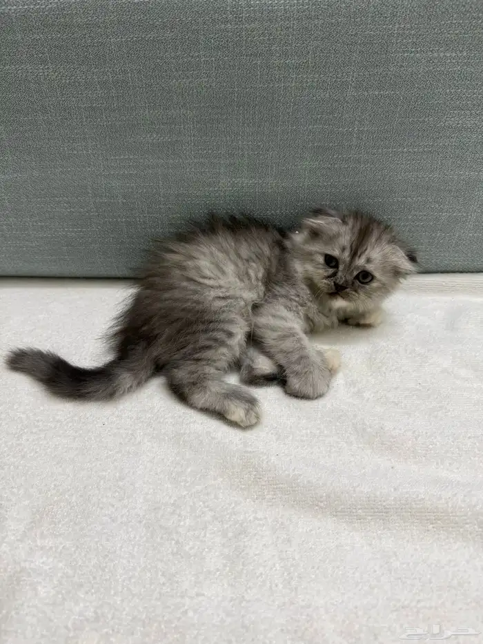 كتن انثى سكوتش شيرازي مهجن للبيع 4