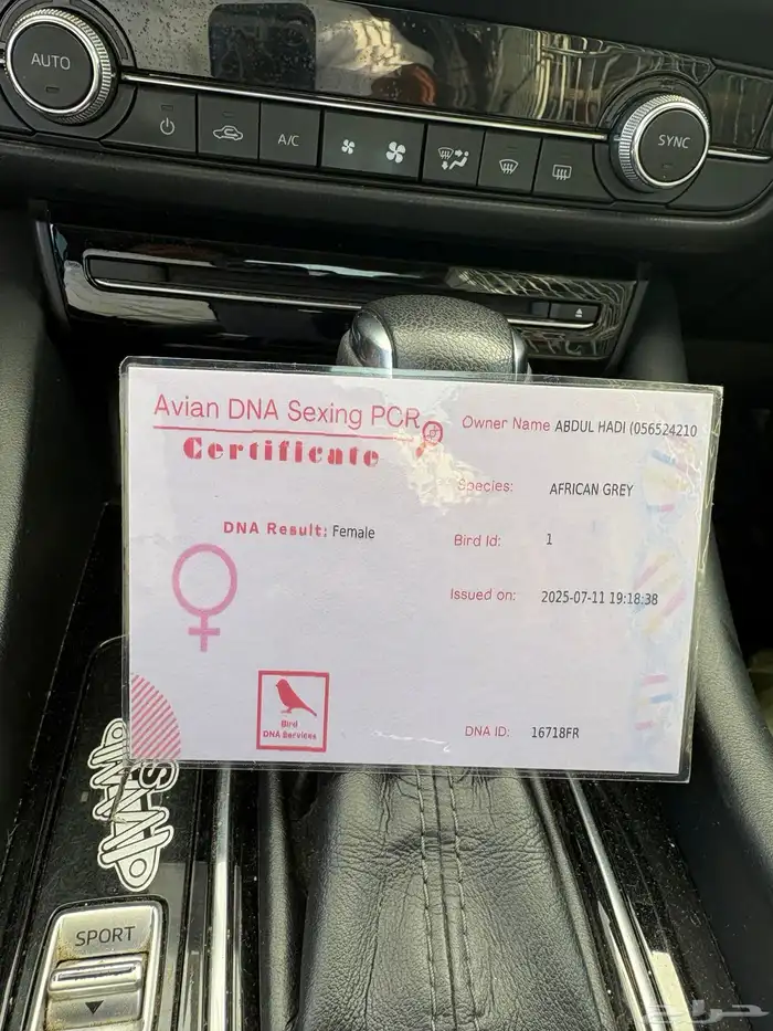 انثى كاسكو انتاج 1