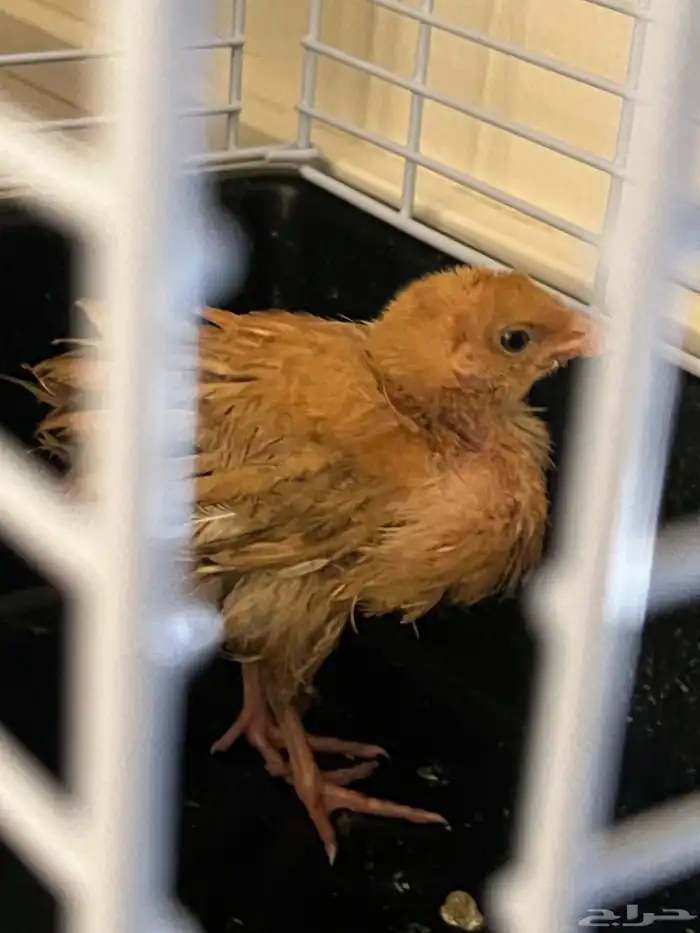 صوص دجاج للتبني 1