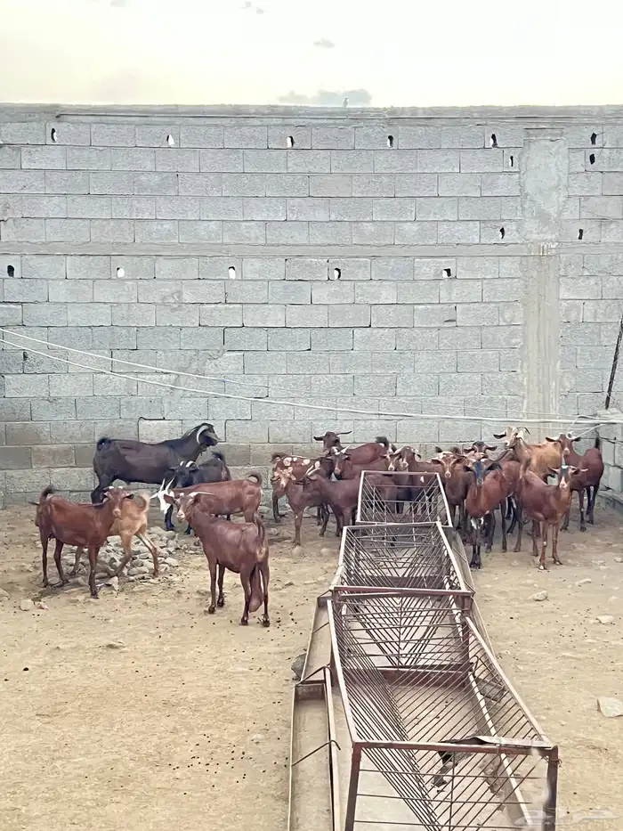 معزاء دهم للبيع 5