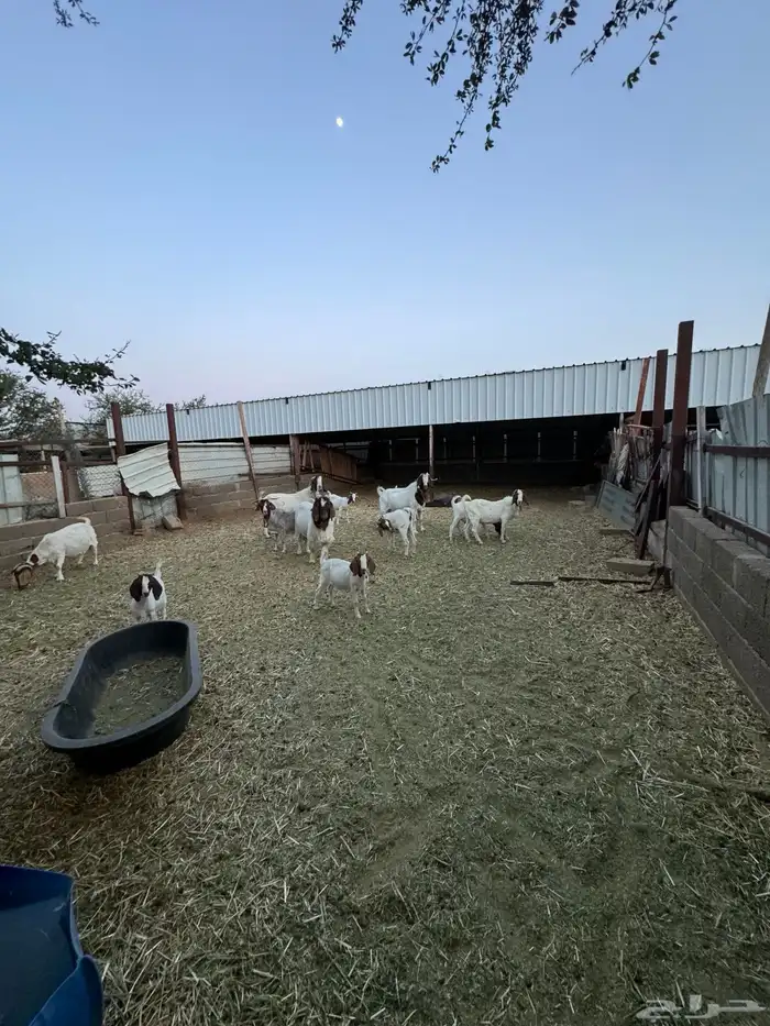 ماعز برقوت 2