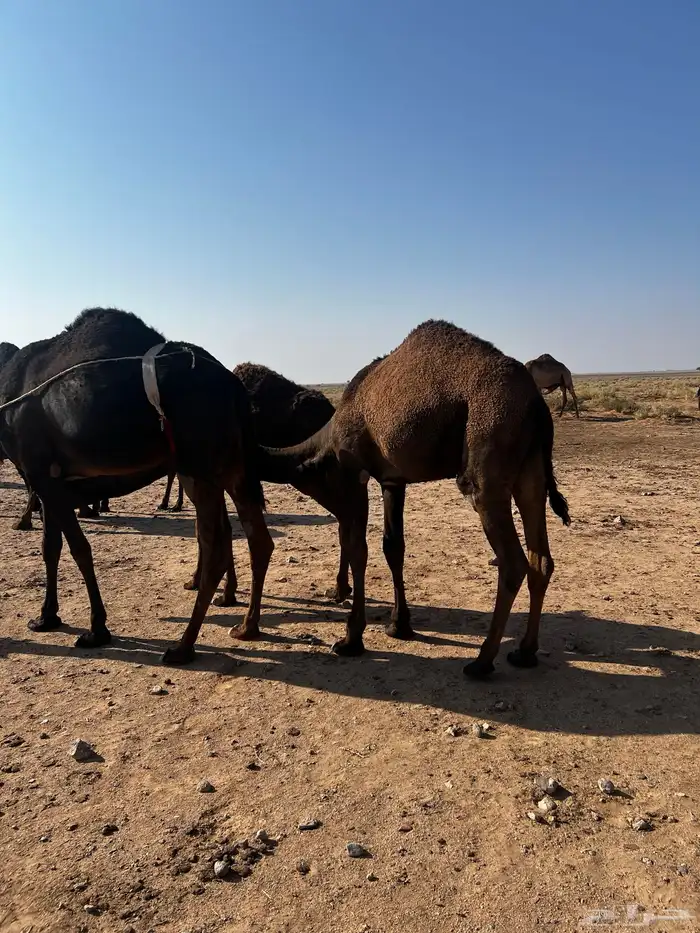 قعدان لبانيه تحت امهاتها 4