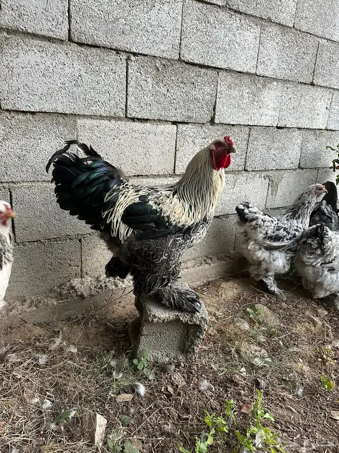 دجاج براهما مستوي توب 1