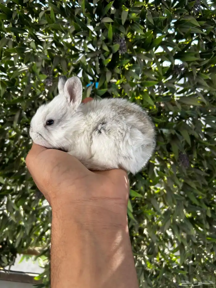 ارانب قزم كيوت و لطيفة و احجم صغيره 1