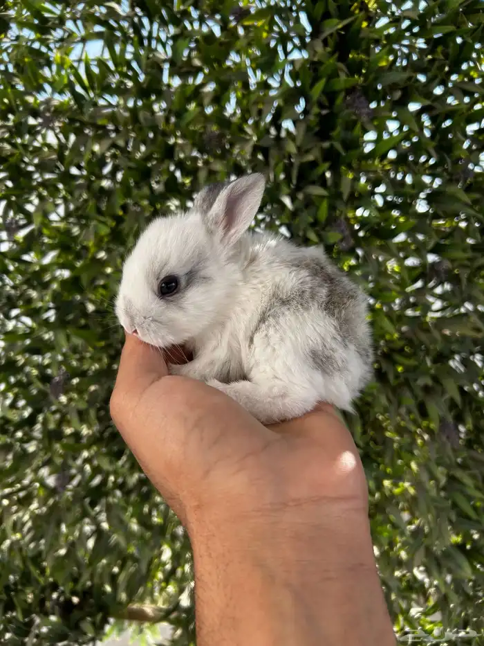 ارانب قزم كيوت و لطيفة و احجم صغيره 2