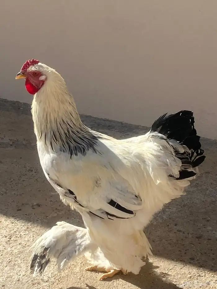 دجاج براهما دم صافي كولمبي 7