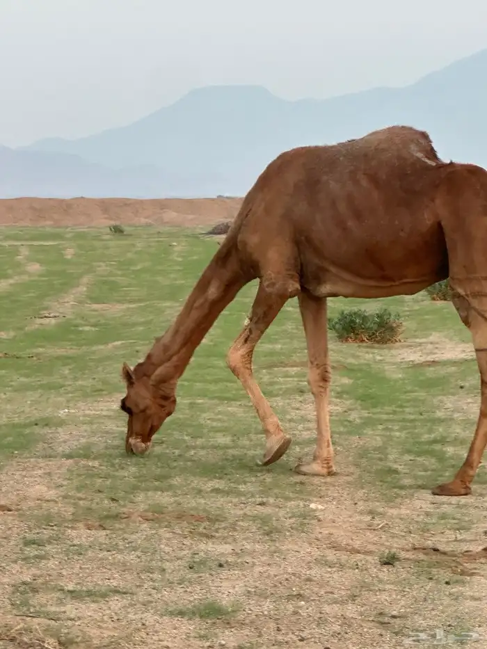 ابل للبيع 15