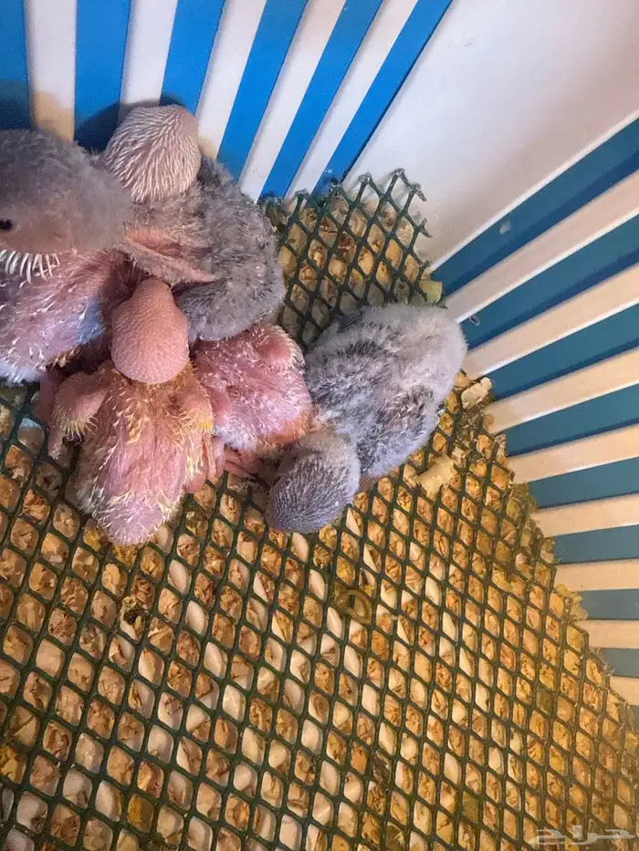 فروخ روز غار 2