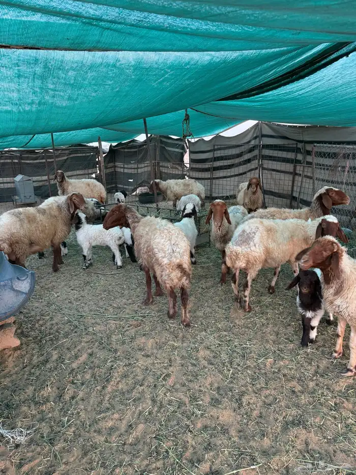 غنم مراح واحد مواليد العدد حدود 150 1