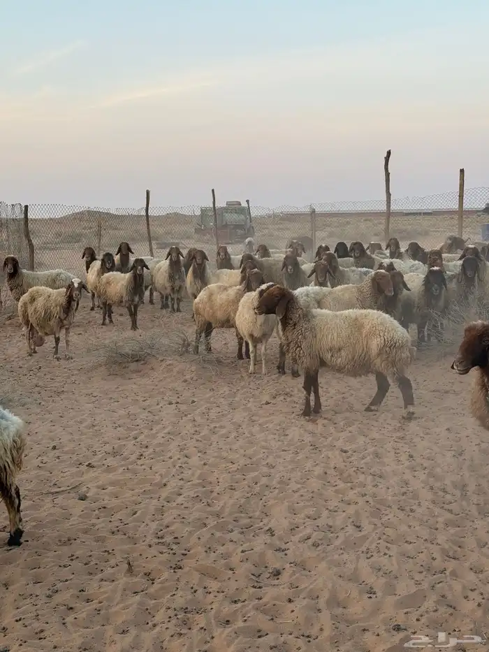 غنم مراح واحد مواليد العدد حدود 150 4