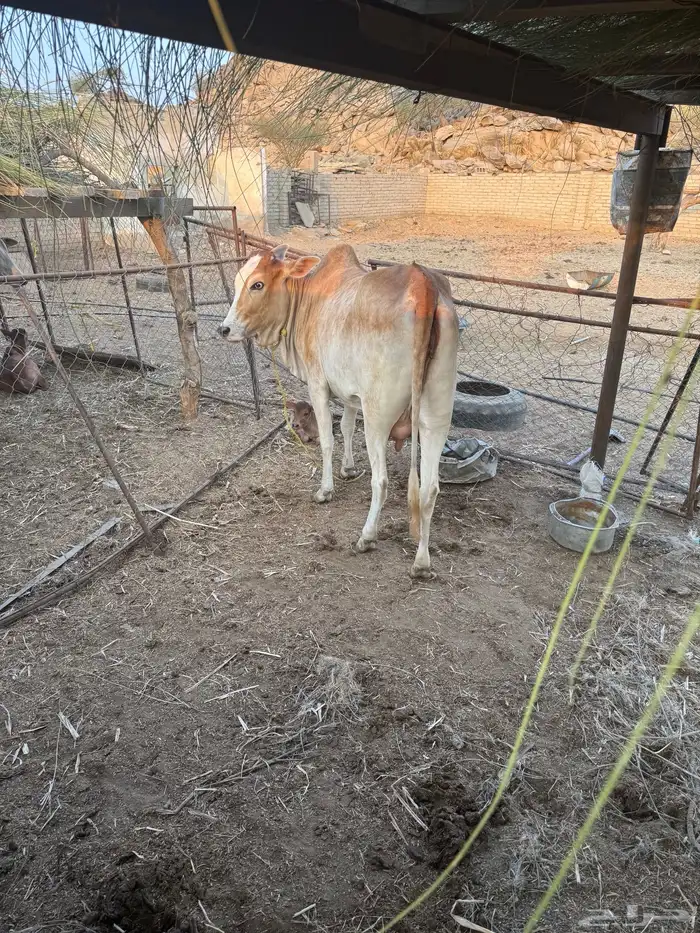 بقرة بلدي ام ثاني 9