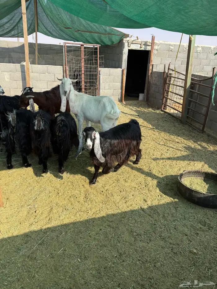 معزا عوارض 4