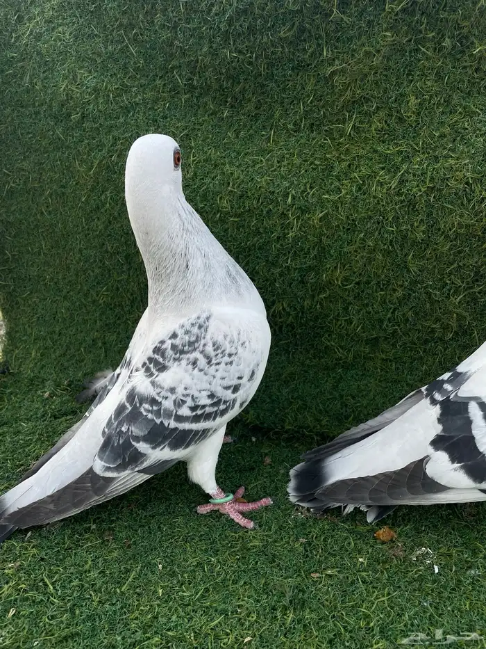 فرايد ذكور شاميه عمري حقت مطيار 3