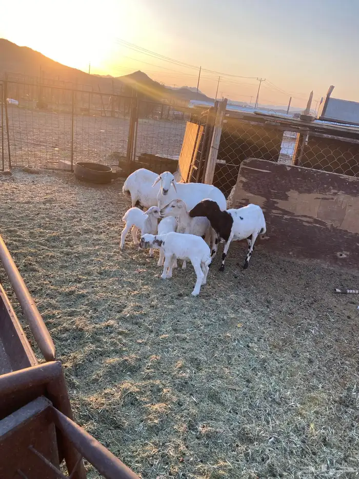 للبيع ضان رفيديات ثلاث ولد وحده دافع 5