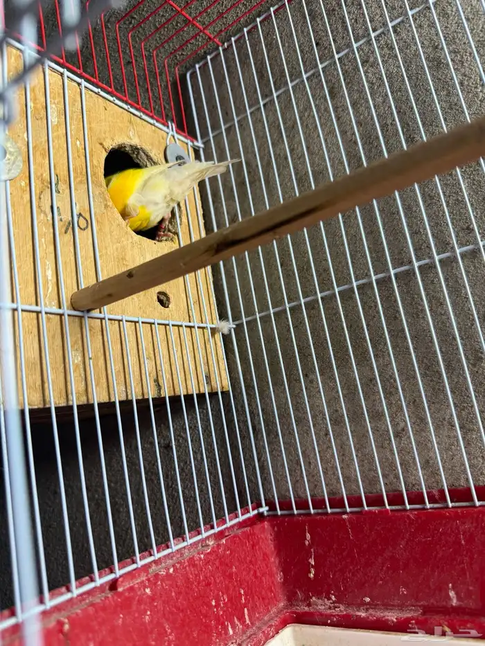 جوز قولدن فينش منتج 9