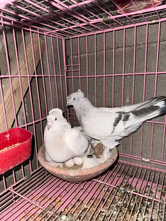 حمام تركي ثلجي منتج 2