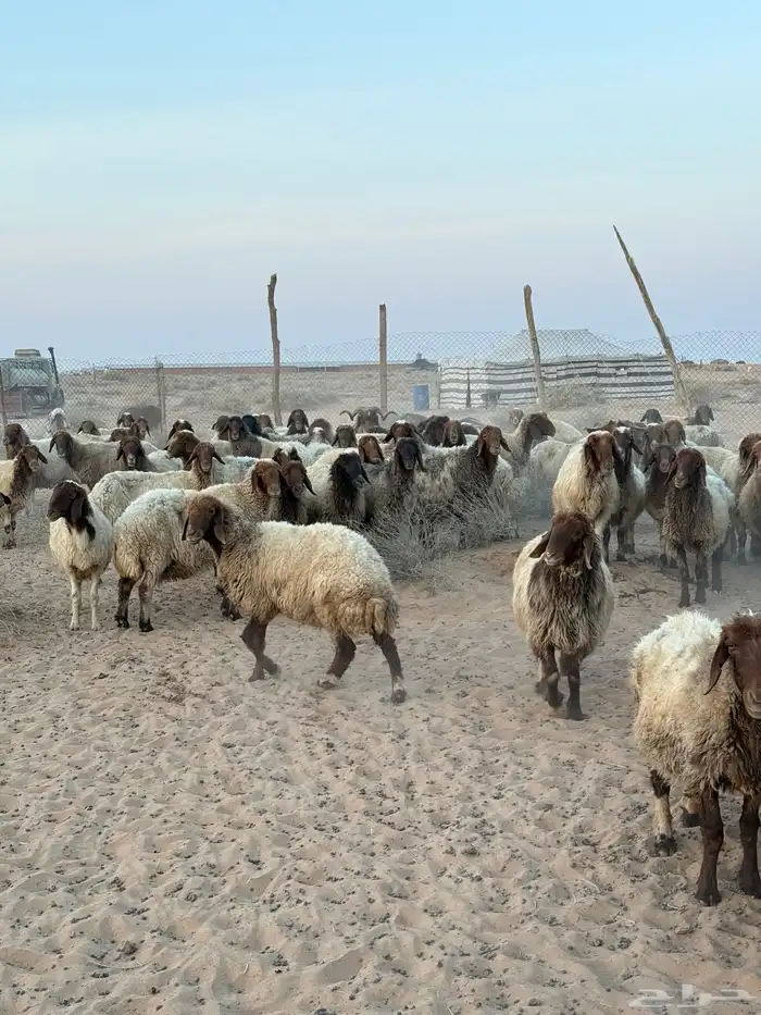 غنم مراح واحد مواليد العدد حدود 150 11