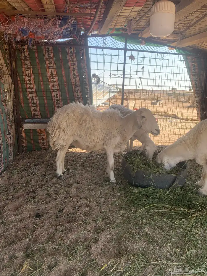 البيع غنام حريتا 6