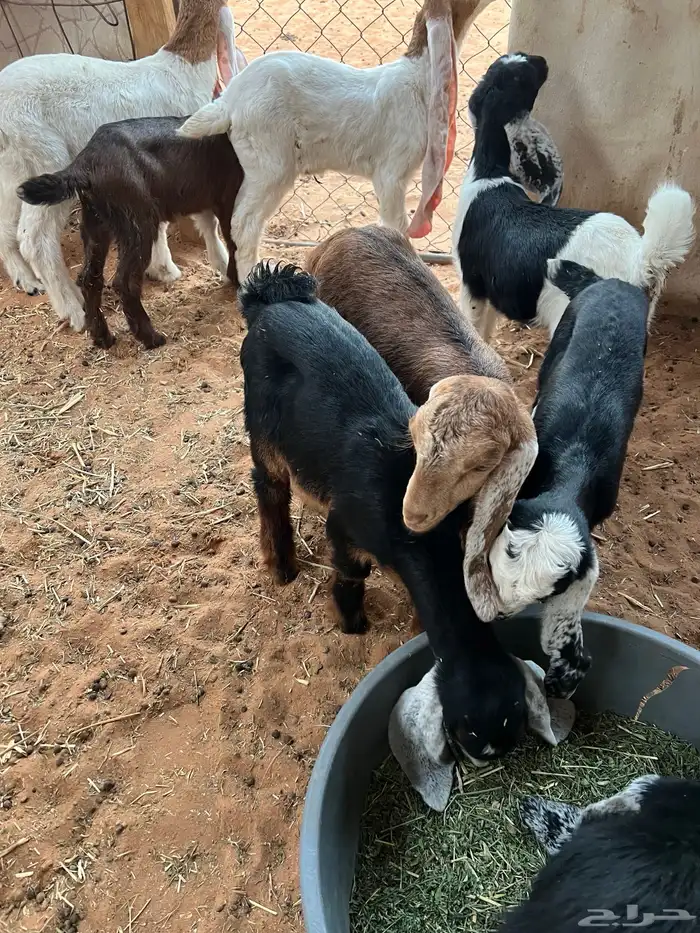 غنم تيوس وجفار للبيع العدد 11الموقع الخرج 3