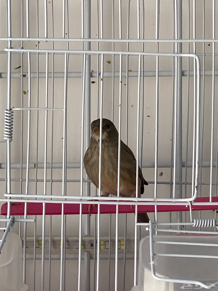 حسون طايفي ياسمين طايفي تم البيع 2