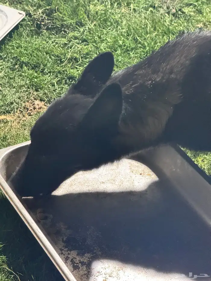 مالينو للتبني 2