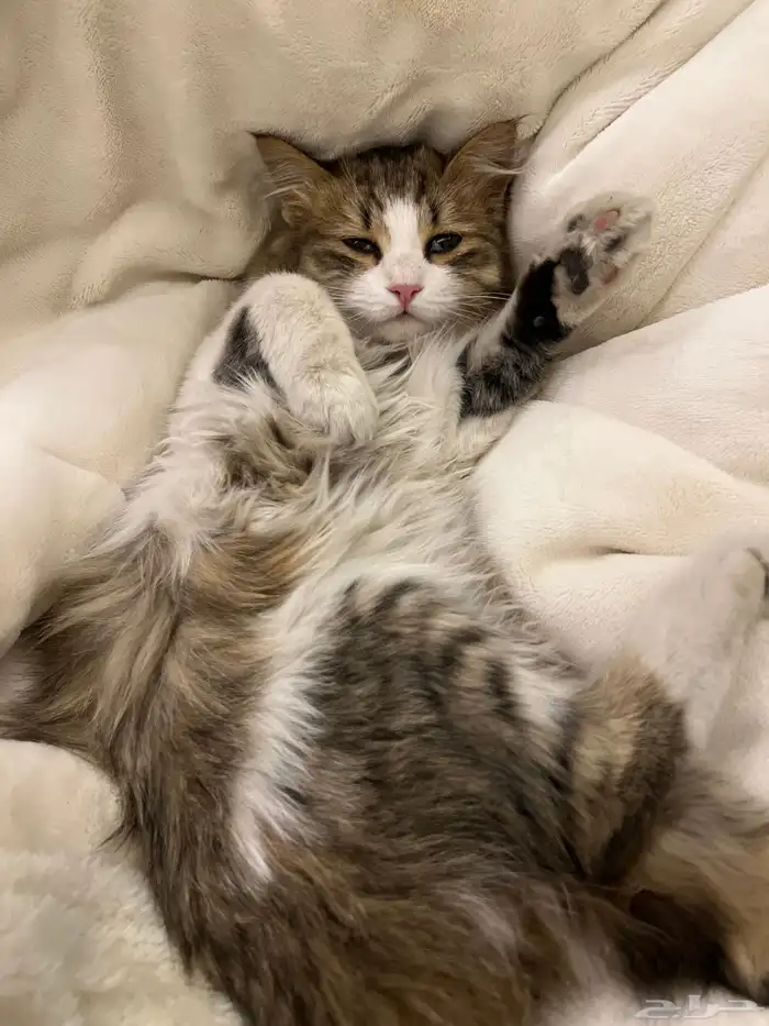 قطه للتبني 2