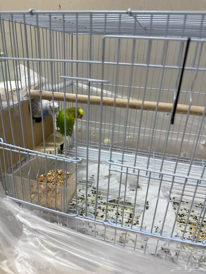 طيور بادجي ( طيور الحب) 2