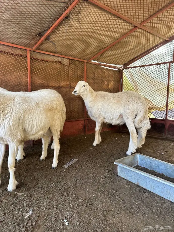 طليان للبيع ذابيح ومرعى 10