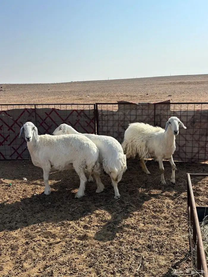 شياه 3 مقرعات 5